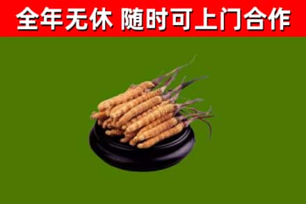 黄石港回收冬虫夏草