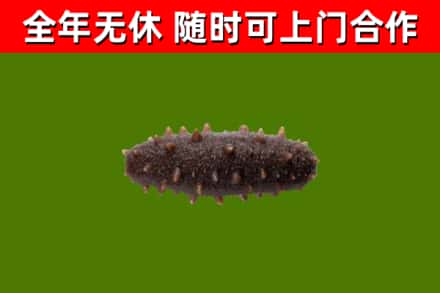 黄石港回收海参干